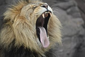 ライオンがあくびをしている画像
